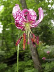 Lilium-martagon_цветок